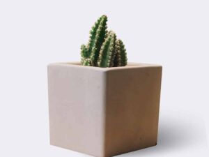 Home cactus2 free img