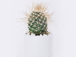 cactus3 free img